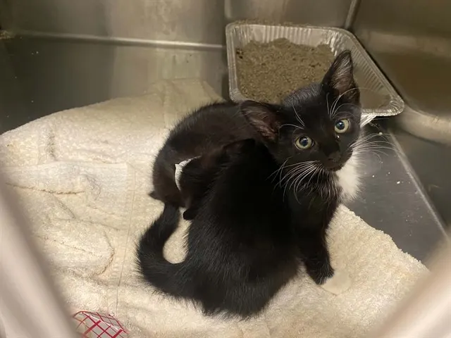 Meowster