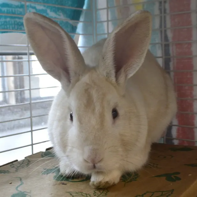 Ralphie