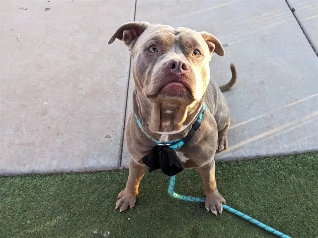 Deebo