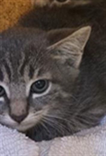 *Barn Cat* Dom