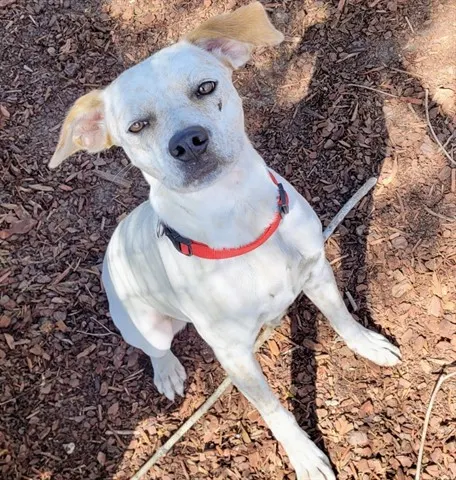 Gracie