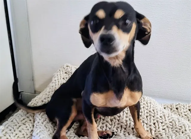 Tito