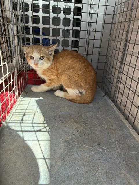 Adoptable Cat