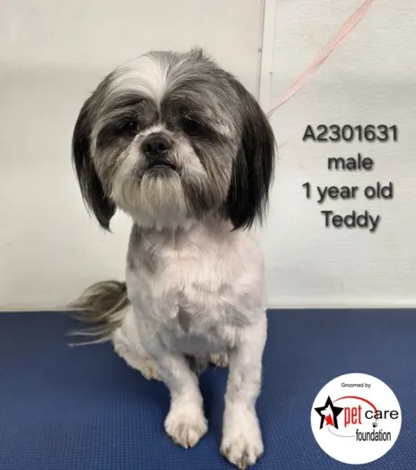 Teddy