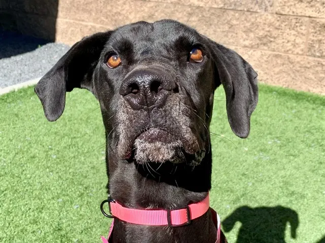 Hazel