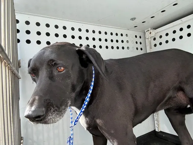 Adoptable Dog