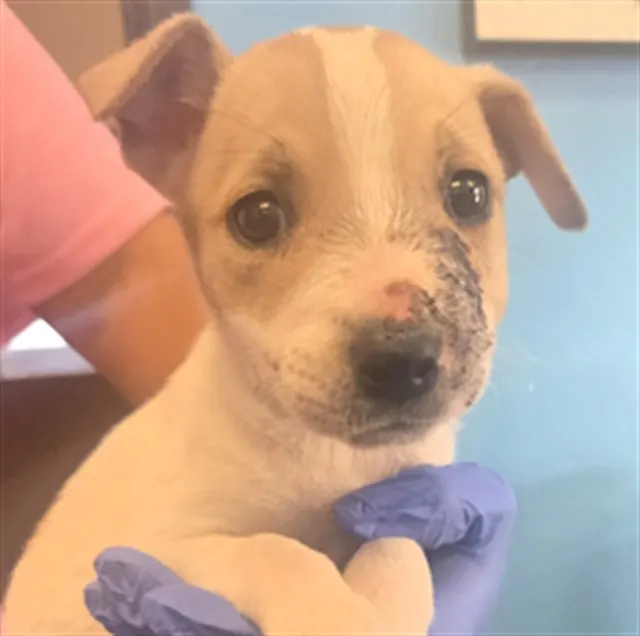 Adoptable Dog