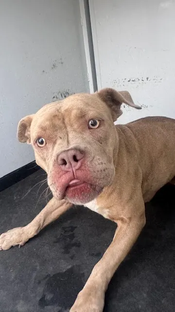 Adoptable Dog
