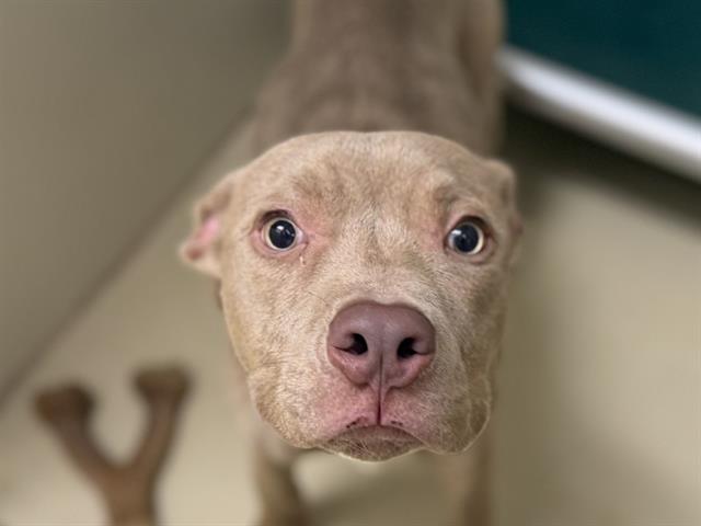 Adoptable Dog