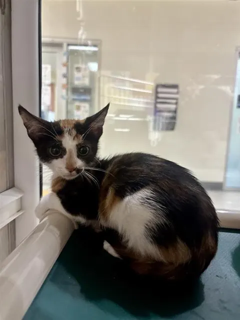 *Coco