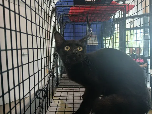 Adoptable Cat