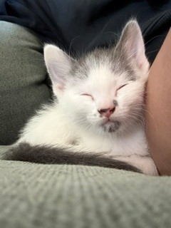 Eloise