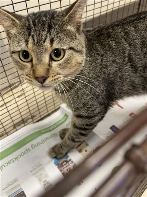 Adoptable Cat