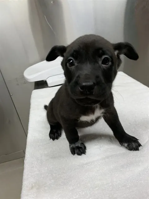 *Zuko