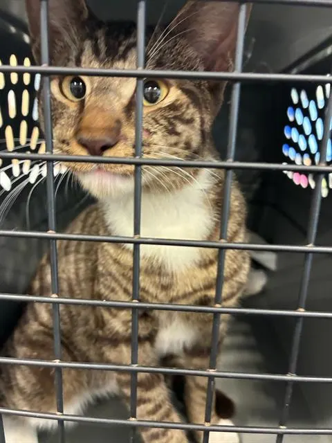 Adoptable Cat