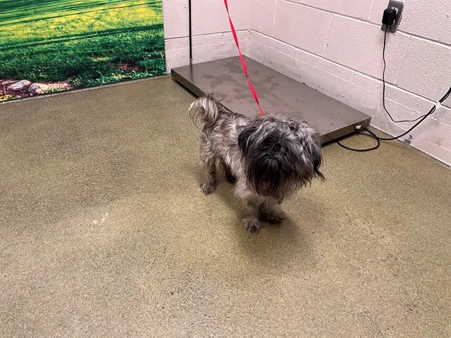 Adoptable Dog