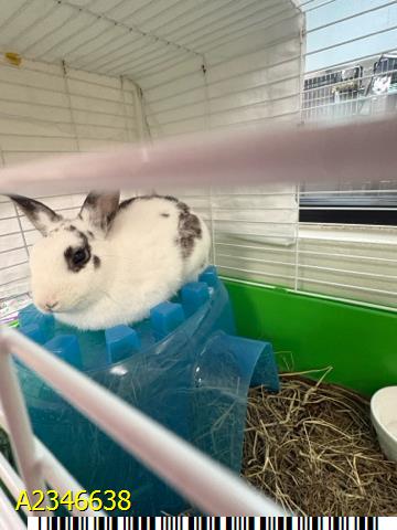 Cotton