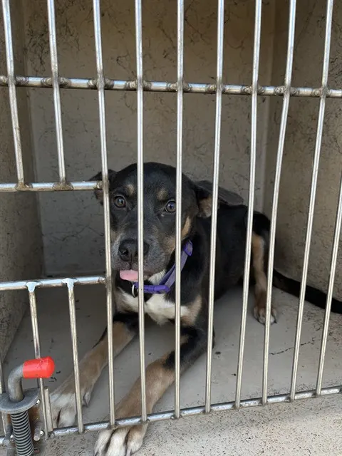Adoptable Dog