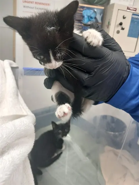 Adoptable Cat