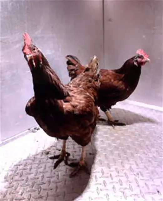 Adoptable Bird