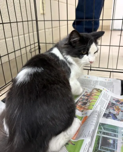 Adoptable Cat