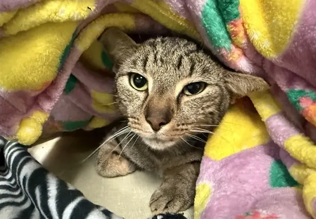 Benny