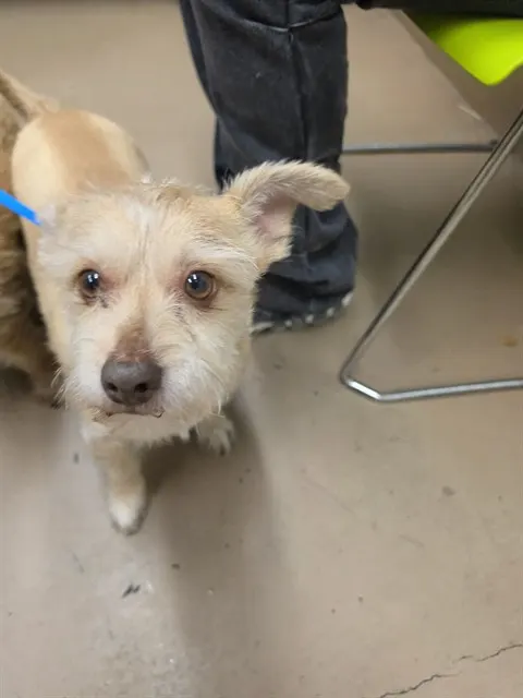 Peanut