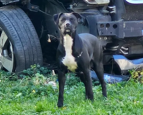 Adoptable Dog