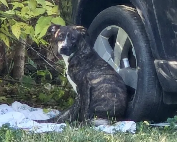 Adoptable Dog