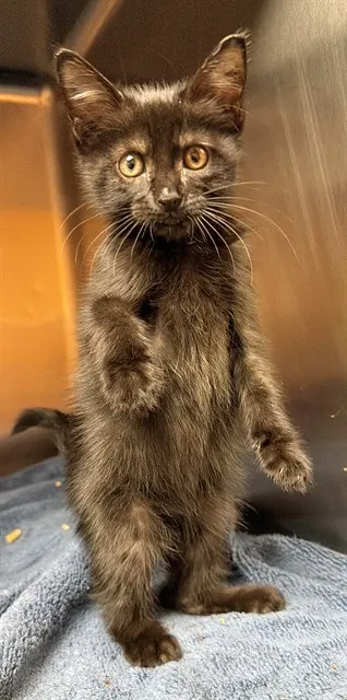Adoptable Cat