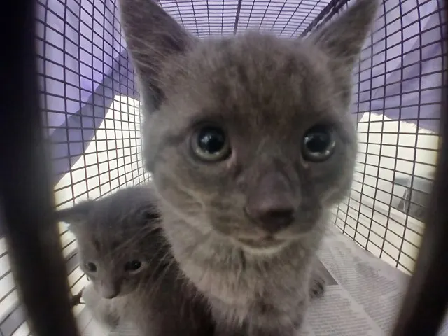 Adoptable Cat