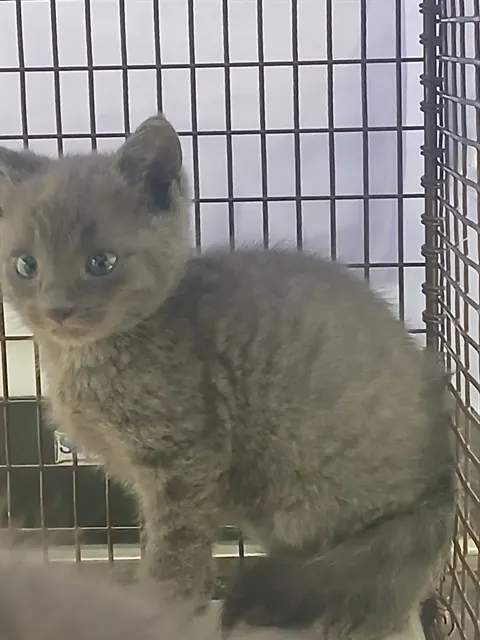 Adoptable Cat
