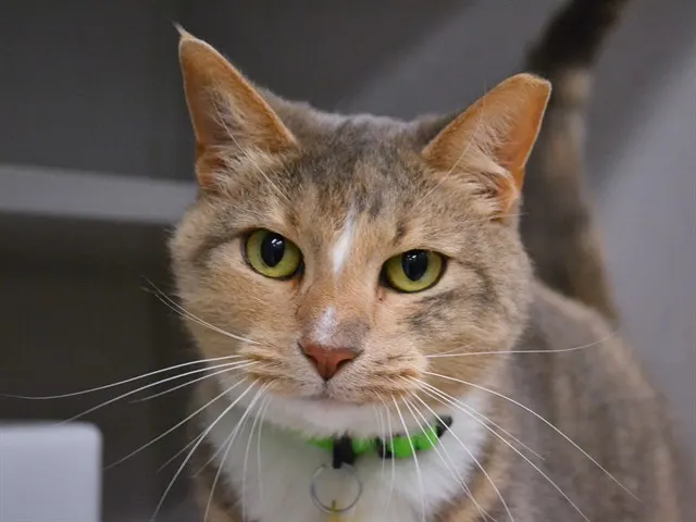 Kiki