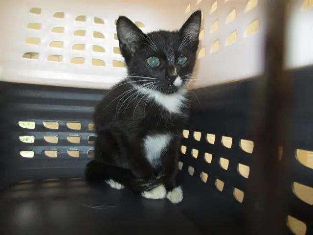 Adoptable Cat