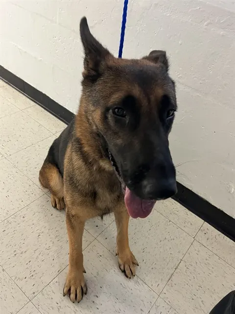 Shep