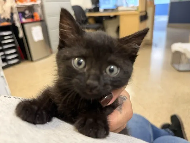 Mittens