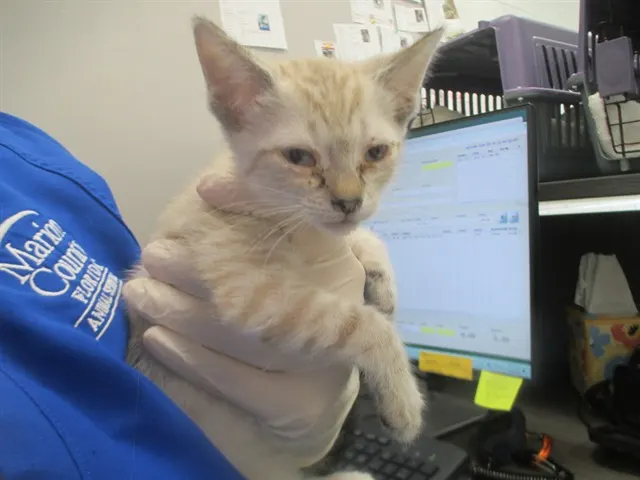 Adoptable Cat