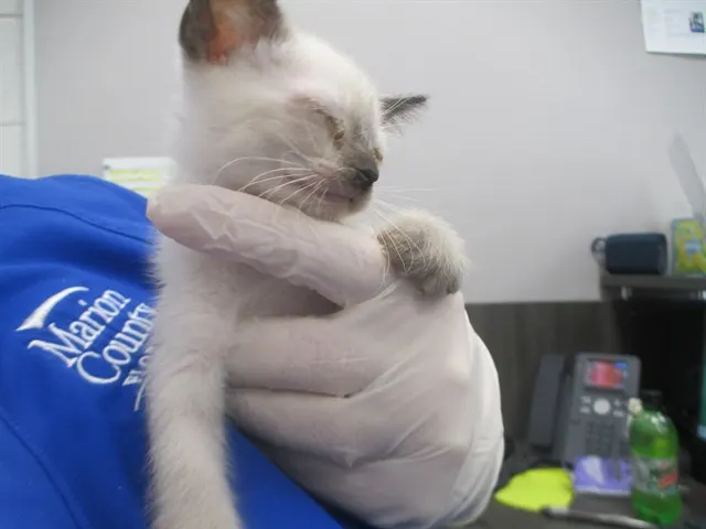 Adoptable Cat