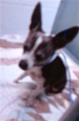 Sprout