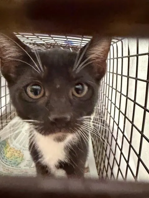 Adoptable Cat