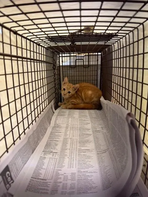 Adoptable Cat