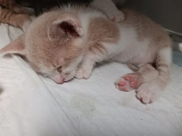 Adoptable Cat