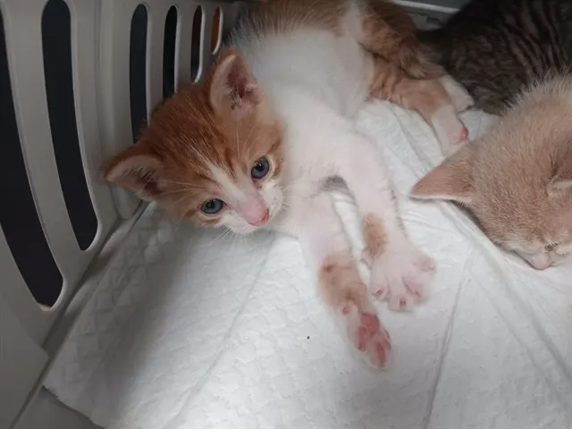 Adoptable Cat