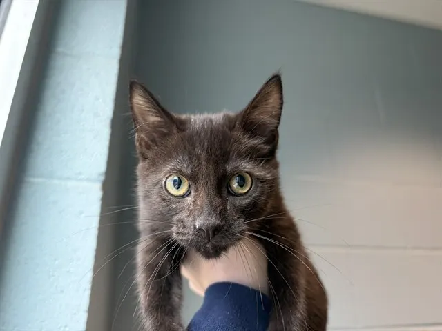 Beanie Boo