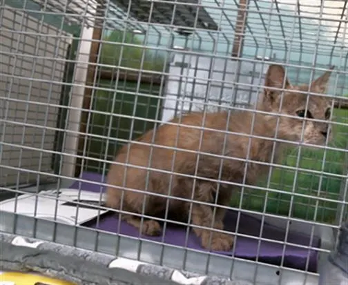 Adoptable Cat