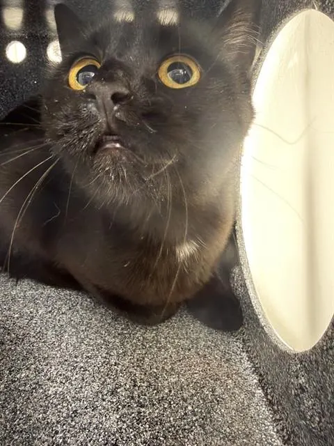 Bellatrix