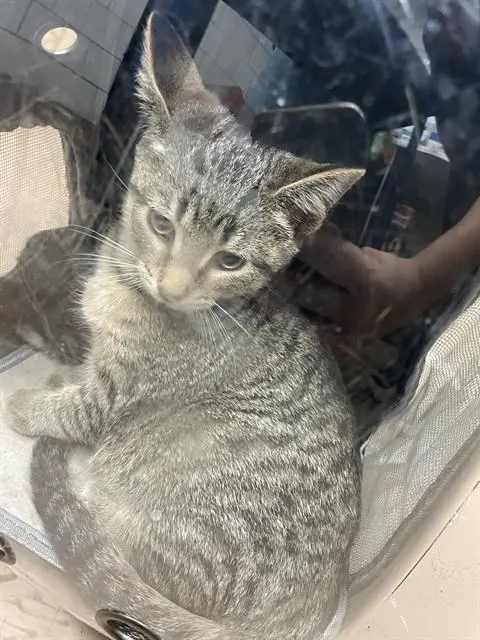 Adoptable Cat