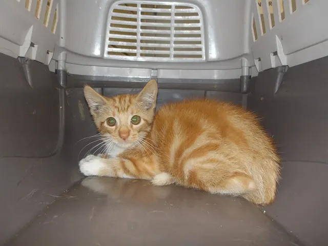 Adoptable Cat