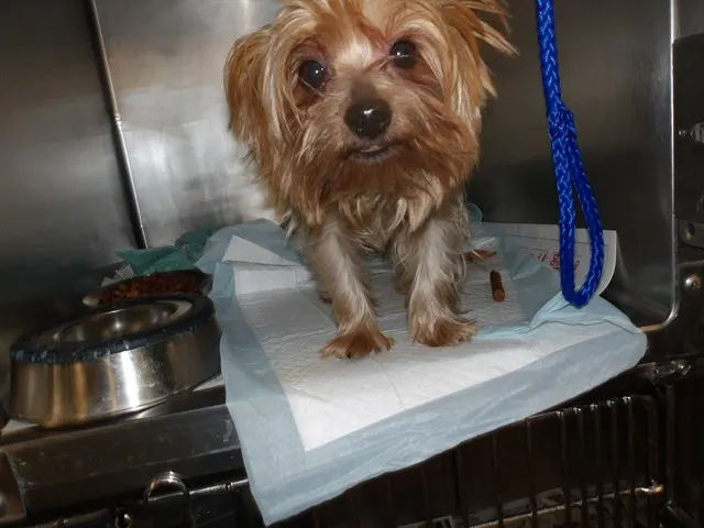 Adoptable Dog
