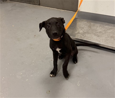 Adoptable Dog